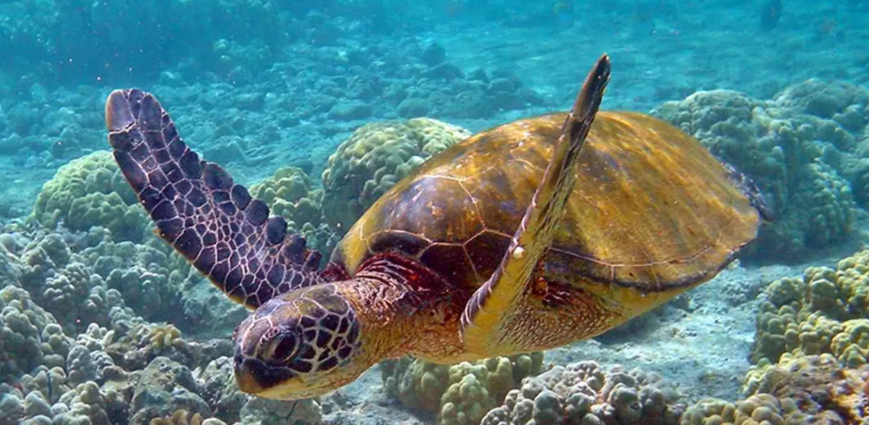 Praia do Forte + Guarajuba | Bate-Volta