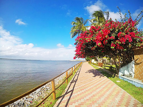 Mangue Seco | Bate-Volta